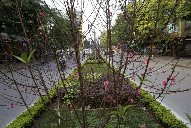 Con đường hoa đào nở đỏ rực ở Hà Nội báo hiệu Tết đã cận kề - Ảnh 2. Con đường hoa đào nở đỏ rực ở Hà Nội báo hiệu Tết đã cận kề - Ảnh 2.