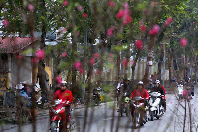 Con đường hoa đào nở đỏ rực ở Hà Nội báo hiệu Tết đã cận kề - Ảnh 6. Con đường hoa đào nở đỏ rực ở Hà Nội báo hiệu Tết đã cận kề - Ảnh 6.