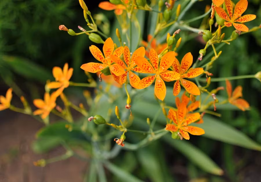 Rẻ quạt giúp giảm khàn tiếng hiệu quả, an toàn.