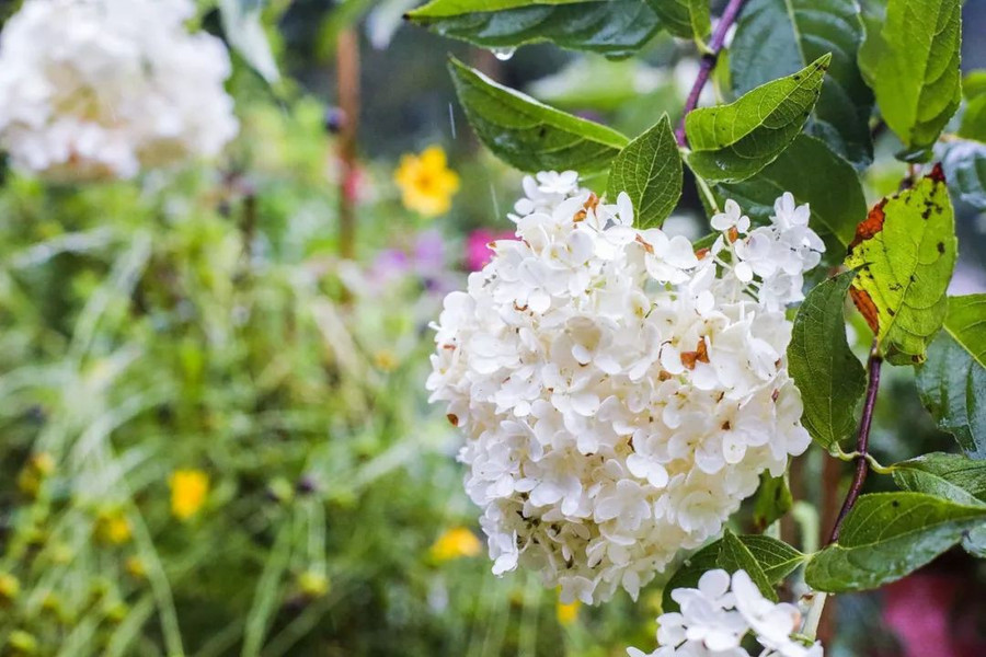 Khu vườn 5000m² đẹp không thể rời mắt, được người đàn ông cải tạo từ bãi đất hoang suốt 17 năm ảnh 26