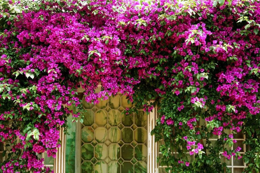 Khu vườn 5000m² đẹp không thể rời mắt, được người đàn ông cải tạo từ bãi đất hoang suốt 17 năm ảnh 18