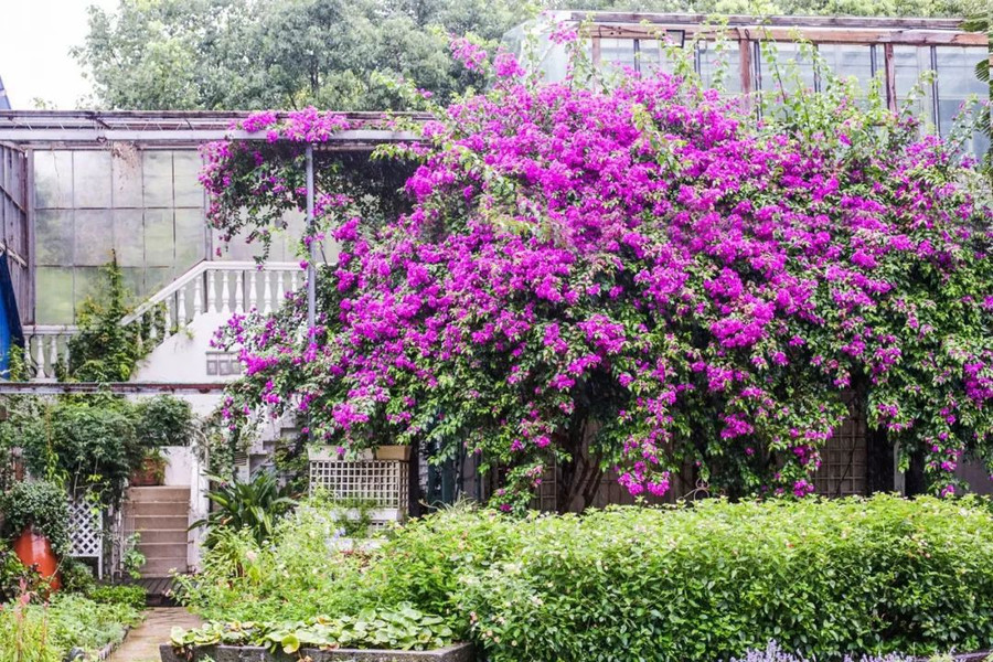 Khu vườn 5000m² đẹp không thể rời mắt, được người đàn ông cải tạo từ bãi đất hoang suốt 17 năm ảnh 16