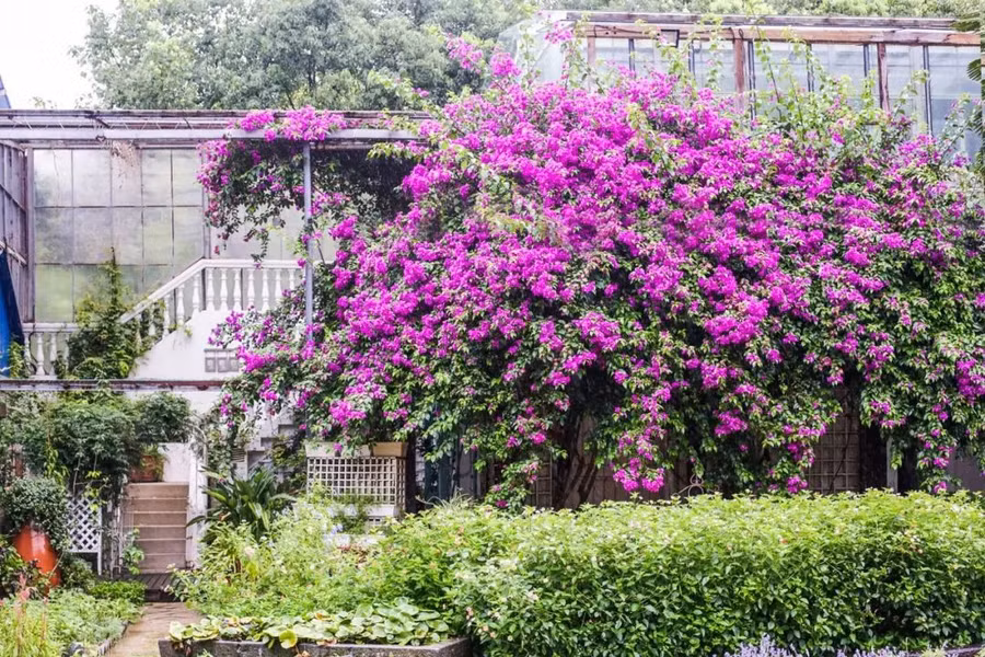 Khu vườn 5000m² đẹp không thể rời mắt, được người đàn ông cải tạo từ bãi đất hoang suốt 17 năm ảnh 16