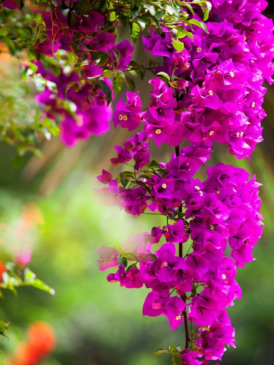 Khu vườn 5000m² đẹp không thể rời mắt, được người đàn ông cải tạo từ bãi đất hoang suốt 17 năm ảnh 17