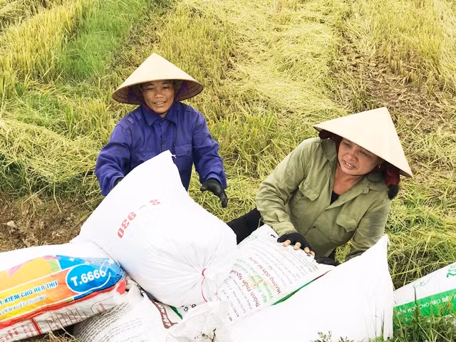 Người nông dân hồ hởi về một vụ mùa thắng lợi