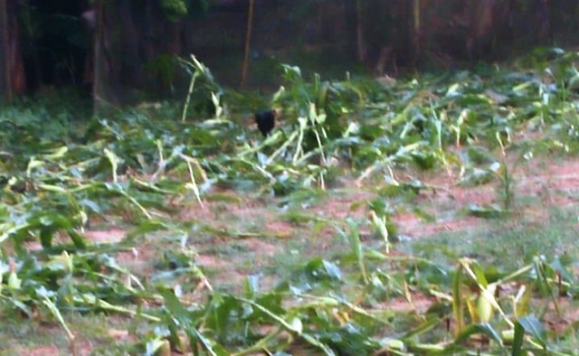 Hoa màu bị hư hỏng