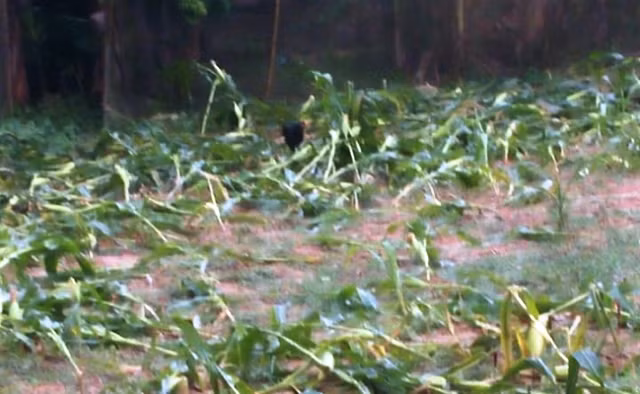 Hoa màu bị hư hỏng