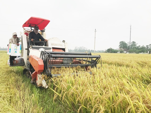 Nhiều cánh đồng tại Can Lộc người dân hầu hết gieo trồng Thiên ưu 8