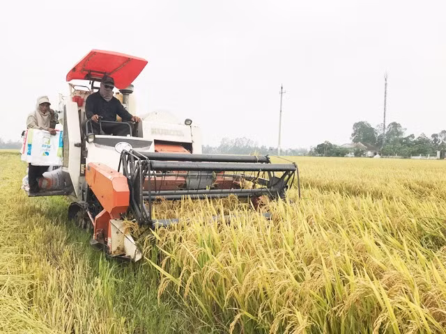 Nhiều cánh đồng tại Can Lộc người dân hầu hết gieo trồng Thiên ưu 8