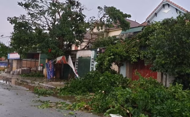 Cây cối bị gãy đổ