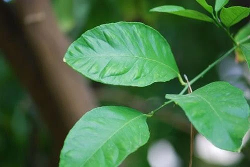 Theo Đông Y, lá chanh có vị cay ngọt, tính ôn có nhiều công dụng trong chữa bệnh.