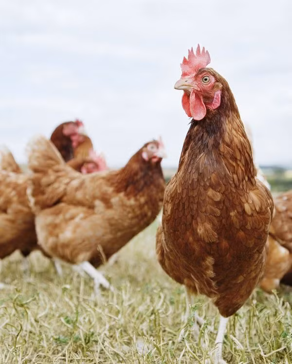 Những hội chứng sợ hãi kỳ quái của con người