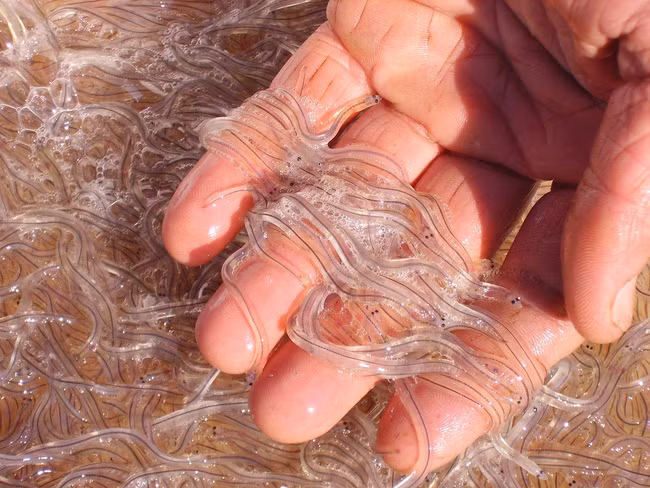 Sinh vật kỳ lạ trong suốt như thủy tinh, mắt nhỏ xíu và đen xì