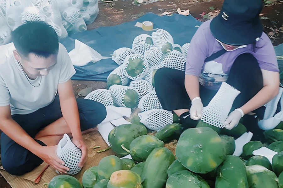 Hội viên HTX Tây Hiếu đóng gói đu đủ bán cho thương lái. (Ảnh: Phạm Tâm)