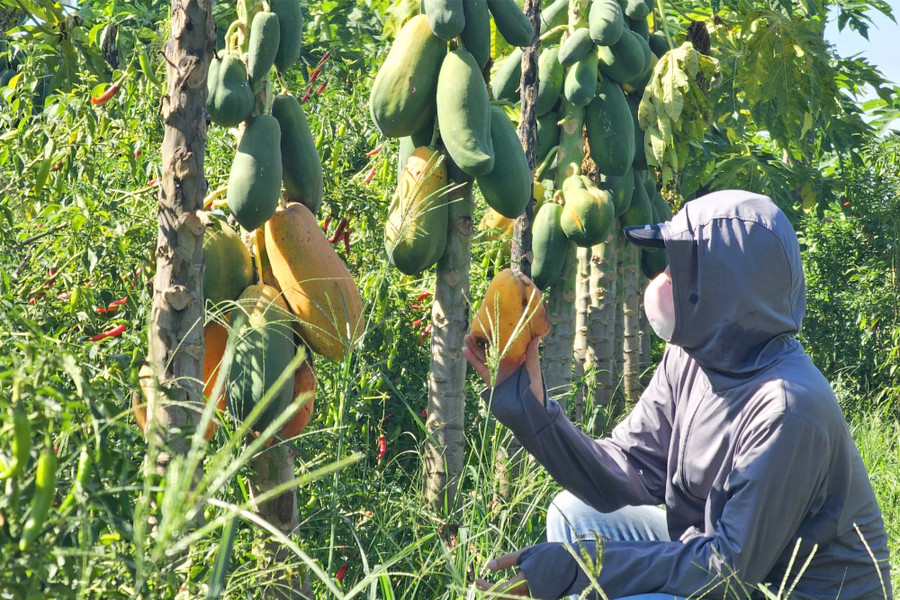 Sau khi thanh lý hợp đồng, mỗi ha đu đủ được công ty hỗ trợ 225 triệu đồng. (Ảnh: Phạm Tâm) Sau khi thanh lý hợp đồng, mỗi ha đu đủ được công ty hỗ trợ 225 triệu đồng. (Ảnh: Phạm Tâm)