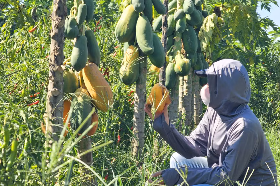 Sau khi thanh lý hợp đồng, mỗi ha đu đủ được công ty hỗ trợ 225 triệu đồng. (Ảnh: Phạm Tâm)