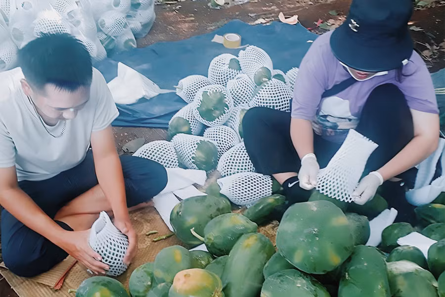 Hội viên HTX Tây Hiếu đóng gói đu đủ bán cho thương lái. (Ảnh: Phạm Tâm)