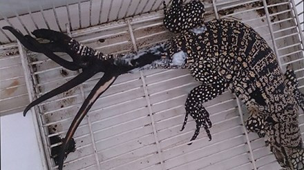 Con thằn lằn có 6 đuôi ở Argentina. Ảnh: New Science.