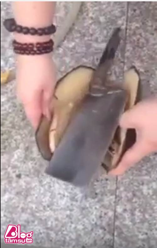 Báu vật khổng lồ sau khi rạch bụng con trai biển ảnh 2 bau vat blogtamsuvn2