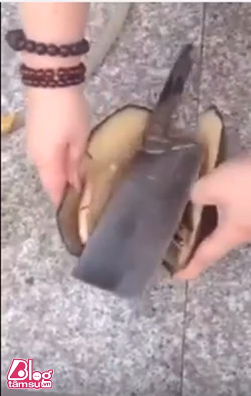 Báu vật khổng lồ sau khi rạch bụng con trai biển ảnh 2 bau vat blogtamsuvn2