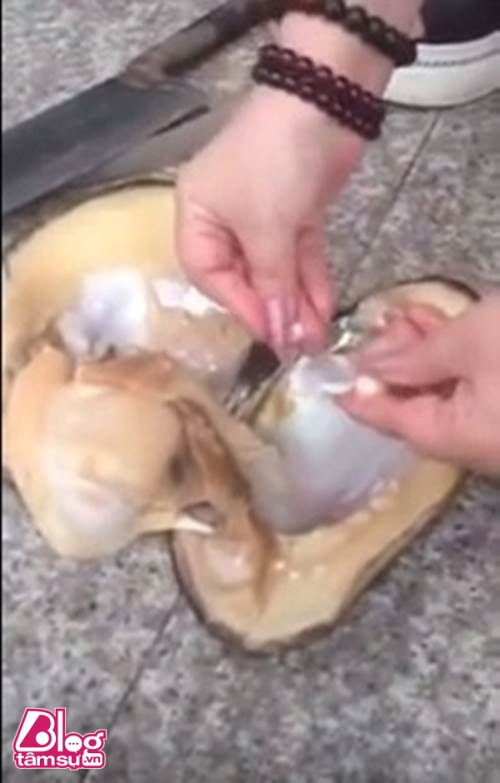 Báu vật khổng lồ sau khi rạch bụng con trai biển ảnh 5 bau vat blogtamsuvn5