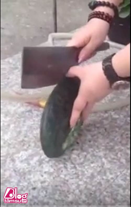 Báu vật khổng lồ sau khi rạch bụng con trai biển ảnh 1 bau vat blogtamsuvn1