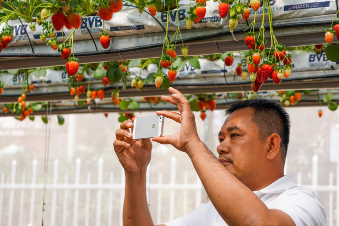 Vườn dâu tây có thể nâng lên hạ xuống ở Đà Lạt ảnh 5 Vườn dâu tây có thể nâng lên hạ xuống ở Đà Lạt