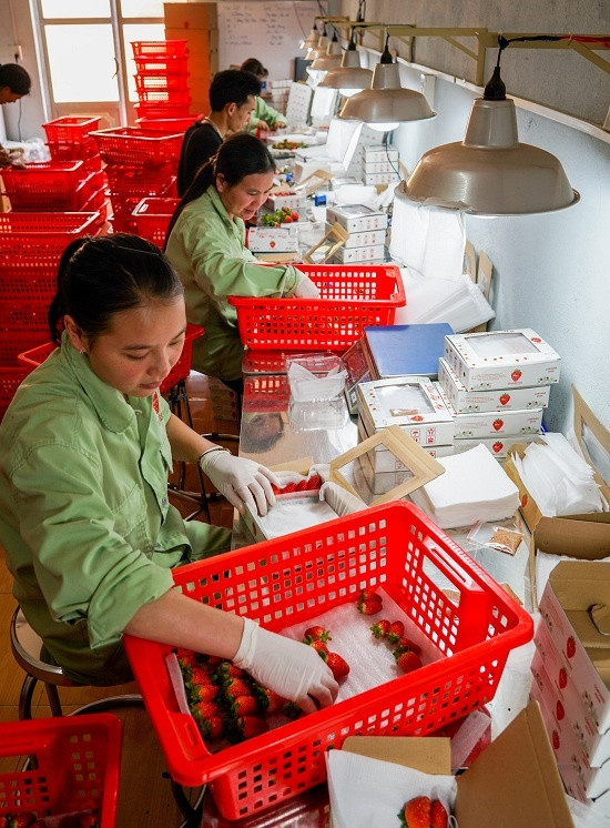 Vườn dâu tây có thể nâng lên hạ xuống ở Đà Lạt ảnh 7 Vườn dâu tây có thể nâng lên hạ xuống ở Đà Lạt