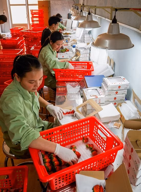 Vườn dâu tây có thể nâng lên hạ xuống ở Đà Lạt