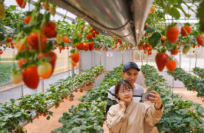 Vườn dâu tây có thể nâng lên hạ xuống ở Đà Lạt