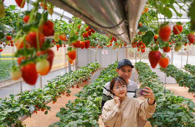 Vườn dâu tây có thể nâng lên hạ xuống ở Đà Lạt ảnh 6 Vườn dâu tây có thể nâng lên hạ xuống ở Đà Lạt