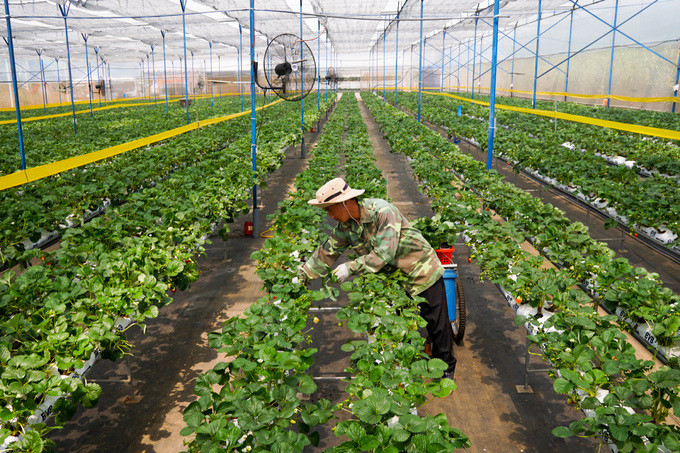 Vườn dâu tây có thể nâng lên hạ xuống ở Đà Lạt ảnh 2 Vườn dâu tây có thể nâng lên hạ xuống ở Đà Lạt