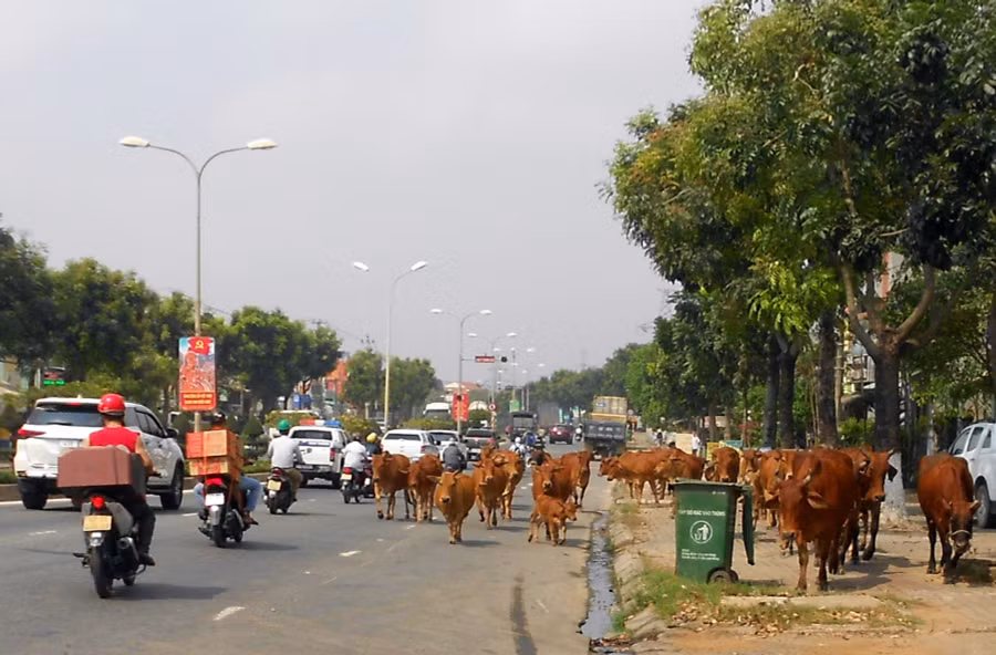 Bò ung dung đi dạo trên đường Trường Sơn (ảnh chụp 4/3)
