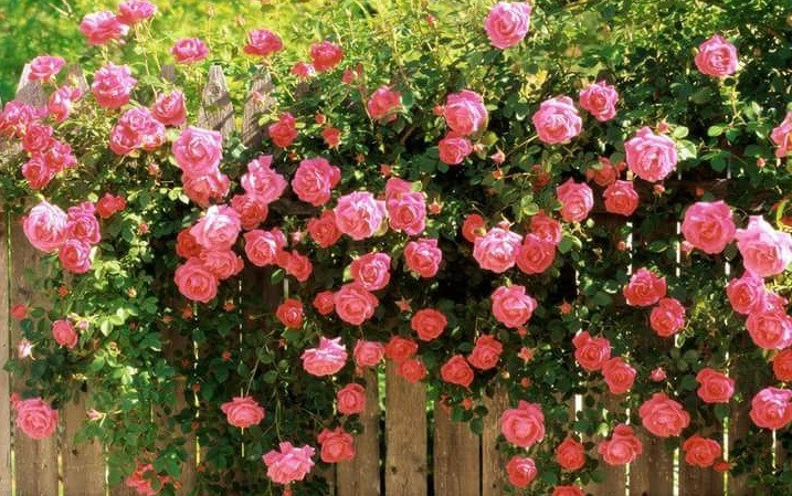 Ảnh: Diệu Bình. Bí mật tày đình của vợ tài xế taxi trong căn biệt thự vườn