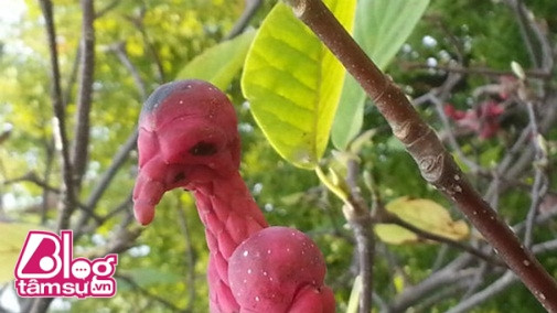 Nguồn gốc của con chim màu hồng đang khiến dân mạng phát sốt