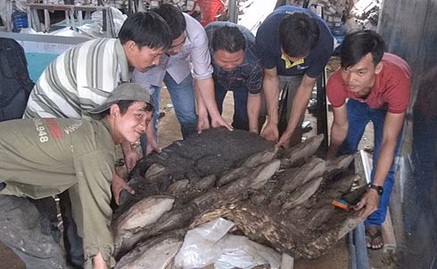 Phát hiện cây nấm linh chi 