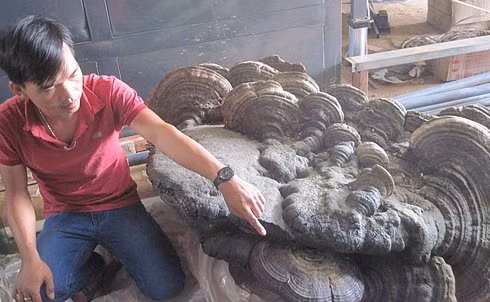 Phát hiện cây nấm linh chi 