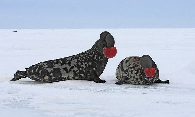 Những cao thủ tán tỉnh trong thế giới động vật ảnh 1