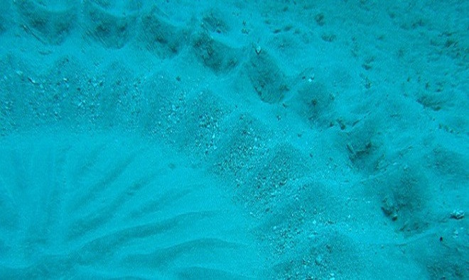 Những cao thủ tán tỉnh trong thế giới động vật ảnh 9