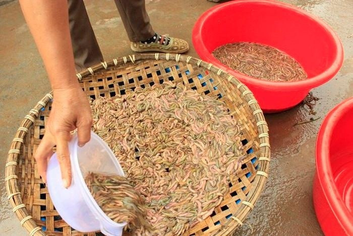 Rươi rất ngon, bổ dưỡng nhưng bà bầu chớ dại ăn món này kẻo hại con trong bụng!
