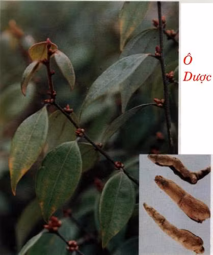 o-duoc-hanh-khi-loi-tieu-hoa-1