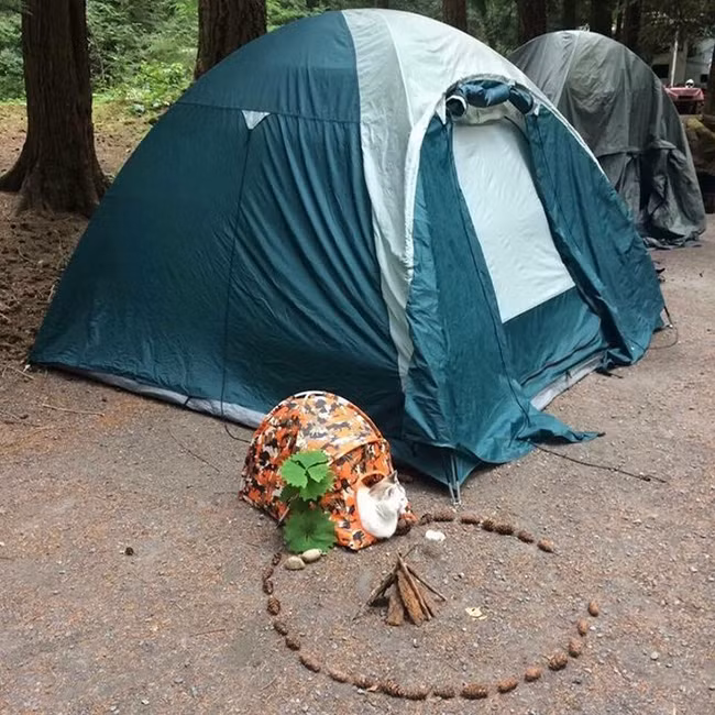 nhung hinh anh hiem co kho tim trong cuoc song hinh anh 9