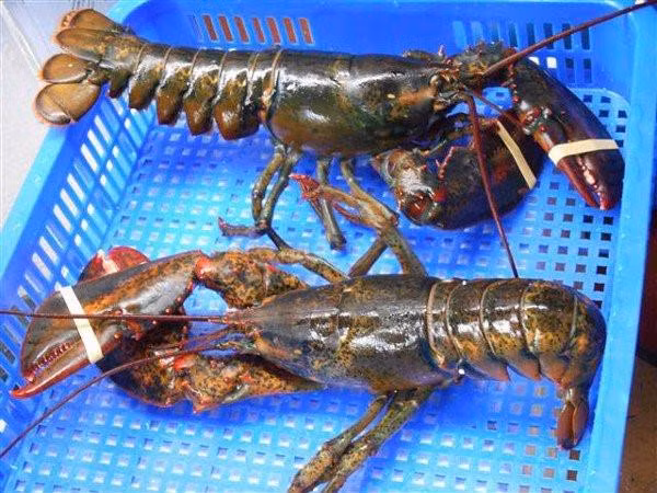 Người tiêu dùng Việt có cơ hội thưởng thức nhiều mặt hàng xa xỉ với giá rẻ hơn gần một nửa.