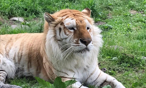 Gương mặt buồn...