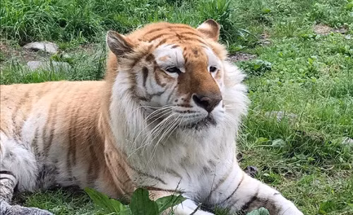 Gương mặt buồn...