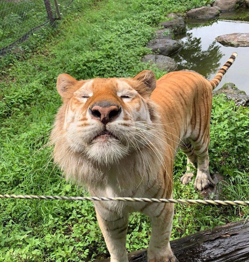 Gương mặt hài hước của hổ khoang vàng.