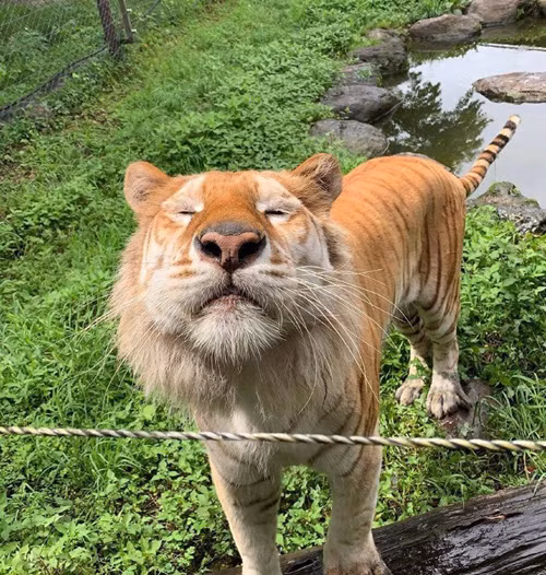 Gương mặt hài hước của hổ khoang vàng.