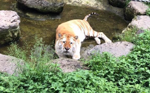 Con vật nhìn không oai vệ như đồng loại.