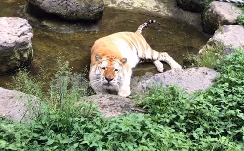 Con vật nhìn không oai vệ như đồng loại.