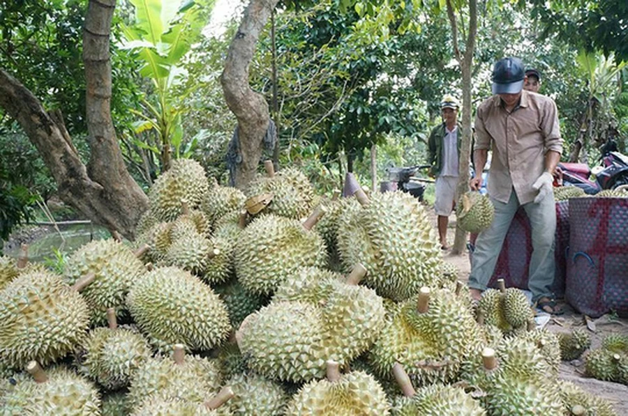 Nhiều loại quả, trong đó có quả sâu riêng đang gặp khó khăn khi xuất khẩu sang Trung Quốc.